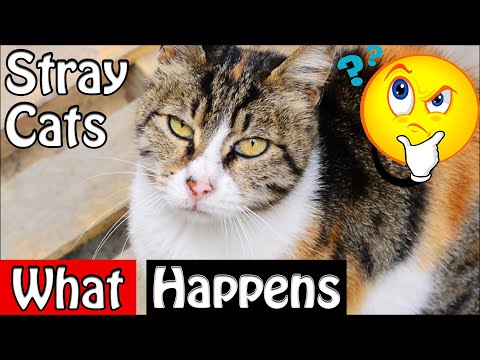 What happens if you feed stray cats - Adorable Kittens