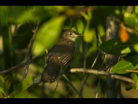 Vogel der Woche:  Der Zapata Zaunkönig  (Ferminia cerverai)