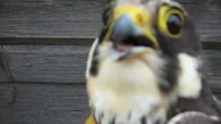 preview picture of video 'Baguage d'un Faucon hobereau - Falco subbuteo.'