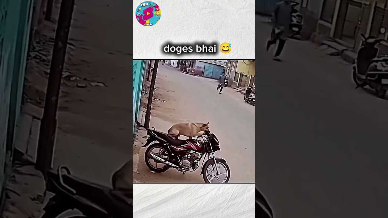 Doges Bhai Pro Rider 🛵💥 #viralshorts #shorts #dogs #viral