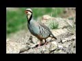 Mongolian Gobi - Birds