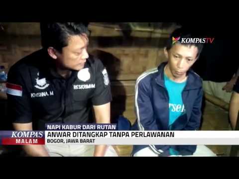 Anwar Napi Kabur Berhasil Ditangkap