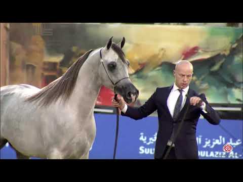 N.262 A GHAZWAN - 2020 PSAIAHF Al Khalediah Show - Stallions 4-6 Years Old (Class 10A)