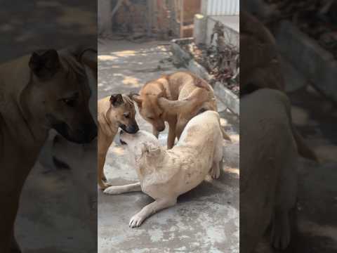 Dog #dog #dogfunny #animals #dogvideo