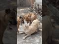 Dog Dog Dogfunny Animals Dogvideo
