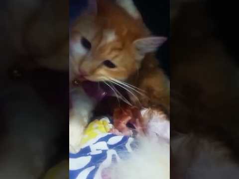 Your Cat’s Placenta Will make you wealthy | Pet Parent Guide