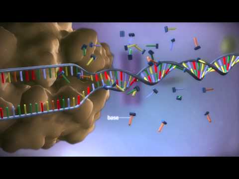 , title : 'From DNA to protein - 3D'