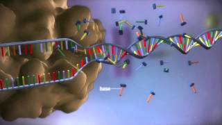 From DNA to protein – 3D