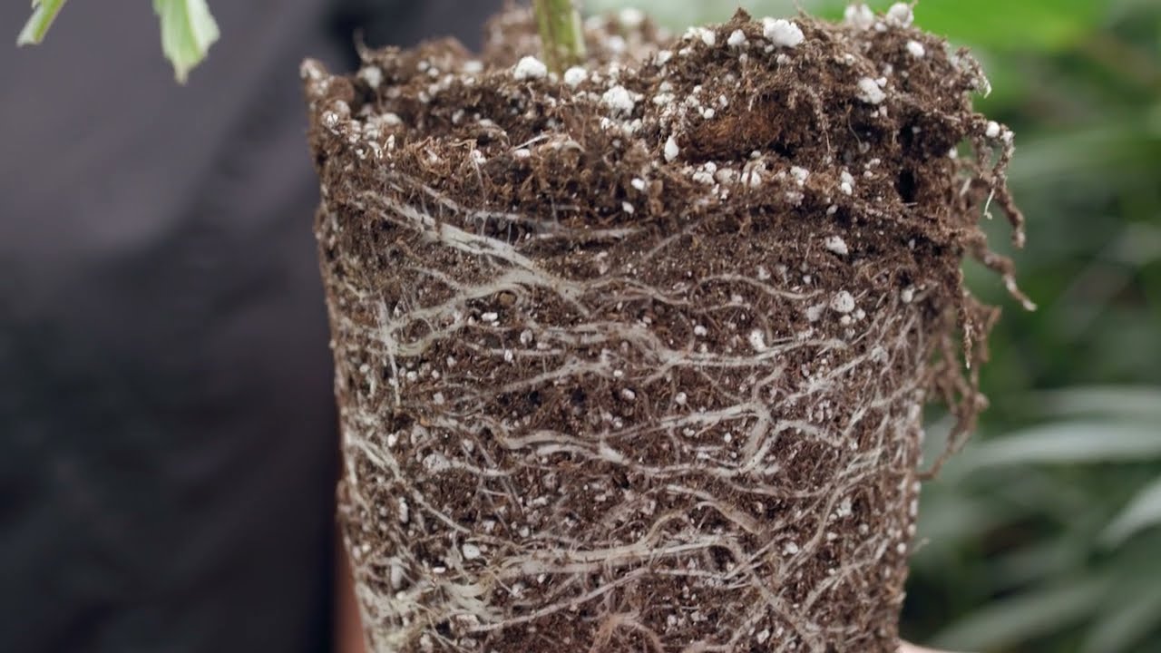 Tilth Soil: Bloom  an Organic Indoor Living Super Soil