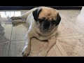 Tips For Helping A Blind Dog Adjust Series 2 Ep 1