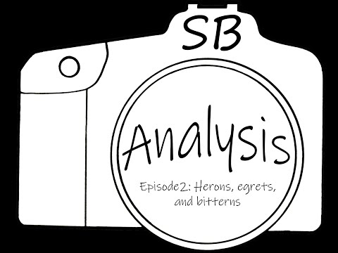 , title : 'SB Analysis Episode 2: Herons, Egrets, and Bitterns'