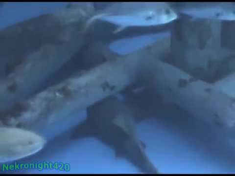 04-15-2014 Visiting Texas State Aquarium with my family in Corpus Christi Texas part2