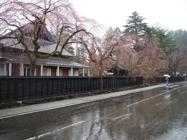 2026年【角館の桜】開花状況　4月11日