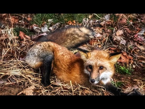 Journal d'un trappeur gratuit, partie 3 : Jours de piégeage