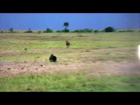 Lion attacks Hyena cub