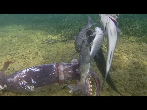 Tutti coloro che hanno sollevato il martello di Thor Come aumentare la potenza nel diabete