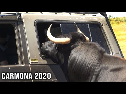 Toros Bravos Pepe Mayoral habla de la situación actual en la finca Carmona 2020