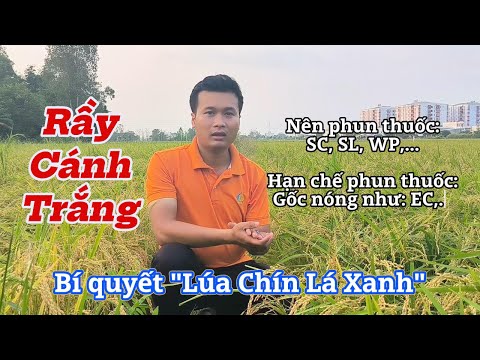 Bí quyết giúp lúa chín lá xanh