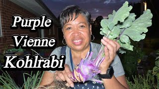 Harvesting Surprises From My Backyard Garden!
