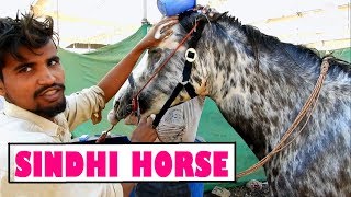 Download lagu चीता पैटर्न - UNIQUE COLOUR SINDHI HORSE || SARANGKHEDA 2018 mp3 Download lagu चीता पैटर्न - UNIQUE COLOUR SINDHI HORSE || SARANGKHEDA 2018 mp3