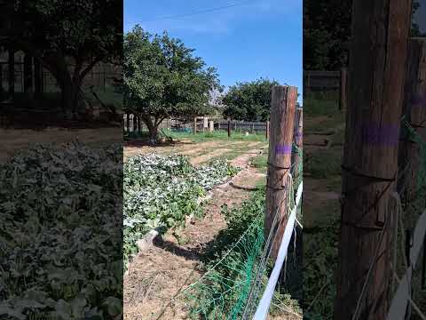 bio mass soon bio char and multch and compost in joy like share subscribe 💖