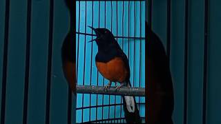 Download lagu murai batu gacor full isian materi mewah mp3