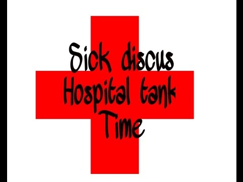 Sick discus fish hospital tank setup