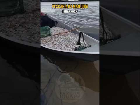 Pescaria de Manjuba em Iguape são Paulo.  #pescaria #manjuba #turismo