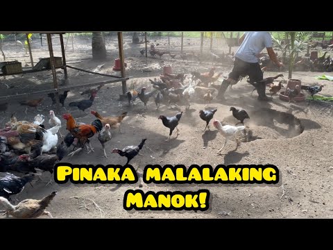 , title : 'PINAKA MALALAKING MANOK NATIN!