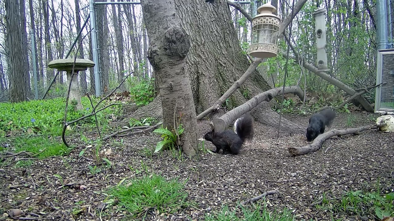 Squirrels Gone Wild!!