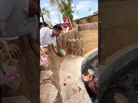 أخيرًا حصل فرس النهر على بطيخته 😨