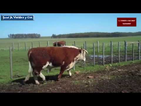 LOS CERROS DE SAN JUAN 3 TOROS PLANTELEROS HEREFORD 3 AÑOS online video cutter com