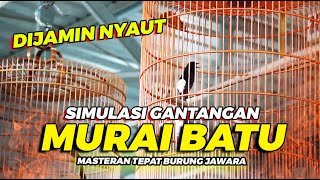 Download lagu Simulasi Gantangan Murai Batu Non Teriak - Pancingan Ampuh Bikin Burung Emosi mp3