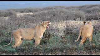 Best Lions video 📹