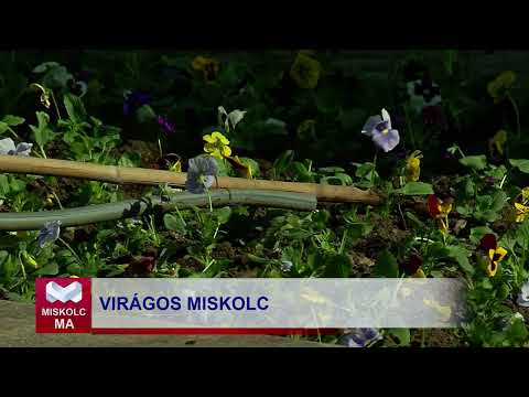 Videó előnézet