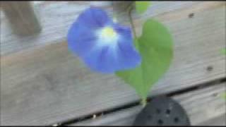 Morning Glory.wmv