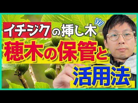 一般的なイチジクの木について詳しく解説