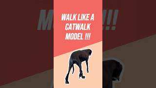 Download lagu Best Dogs Wearing Shoes Compilation mp3 Download lagu Best Dogs Wearing Shoes Compilation mp3