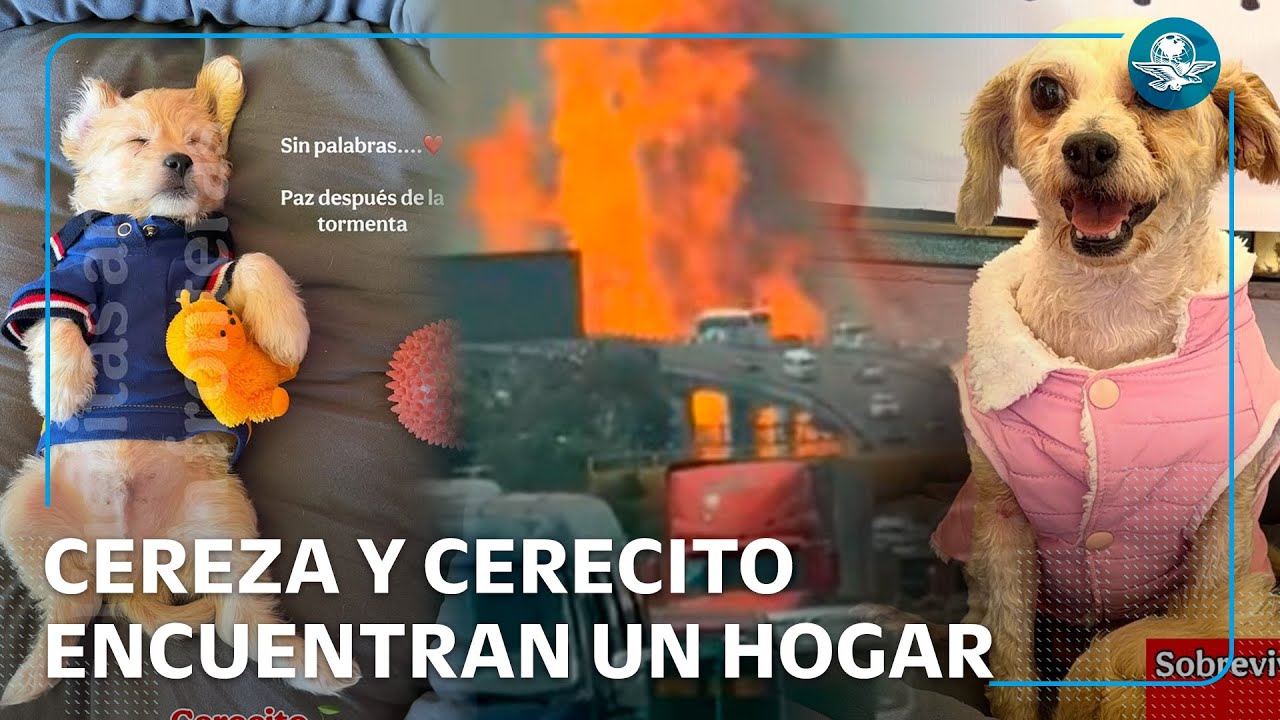 Cereza y Cerecito, víctimas de explosión de pipa de gas en Iztapalapa, regresan a su hogar