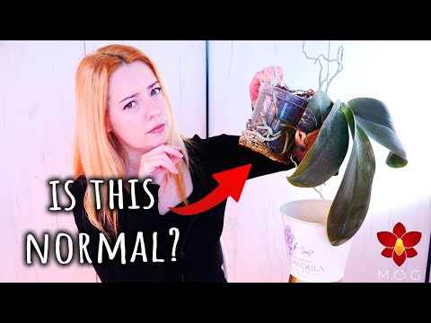 Orchid roots growing out of the pot! 😱 What to do?  🤷‍♀️ - Orchid Care for Beginners