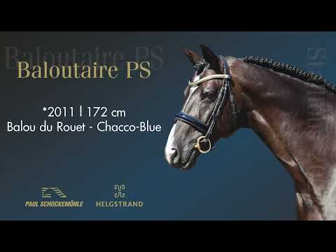 Baloutaire PS - Jumping Collection Schockemoehle & Helgstrand 2022 (ENG)