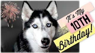 Happy 11th Birthday Mishka the Talking Husky!