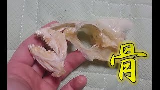 《作成中！》黒鯛の頭の骨！　Black sea bream