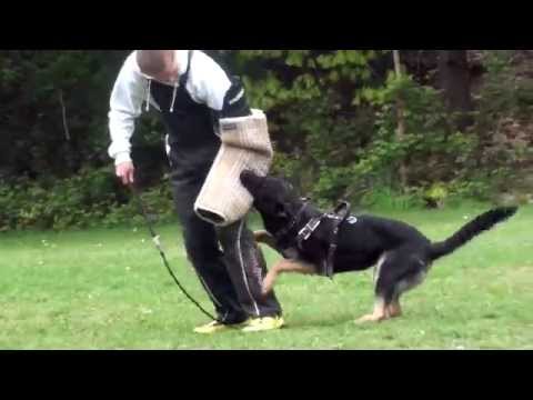 Dina vom Eisernen Kreuz - obedience and protection