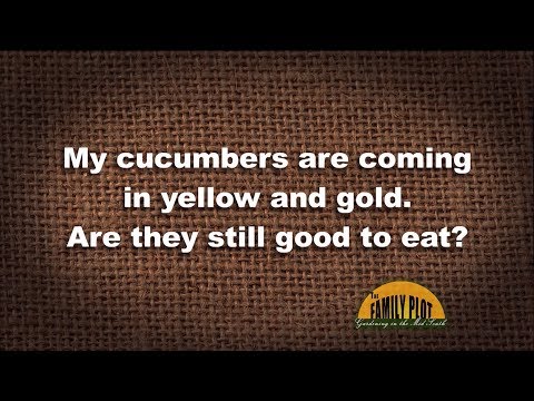 Q&A – My cucumbers are yellow and gold. Are they still good to eat?