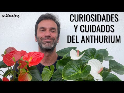 , title : 'CUIDADOS Y CURIOSIDADES DEL ANTHURIUM (anturio, flor del amor) || en20metros'