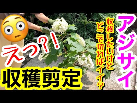 アジサイの開花 すぐに小さなマルチを敷いてみてください クラウン
