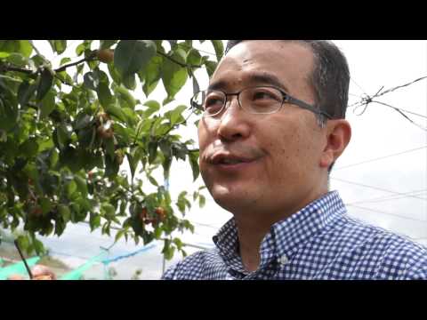 野生梨の魅力を故郷・東北へ—イワテヤマナシの研究と保存（神戸大研究室クローズアップ）