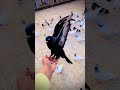 ️ ️ Pigeons Pura Shorts Status WhatsApp Tamil Puralovers Pigeonslovers Pura