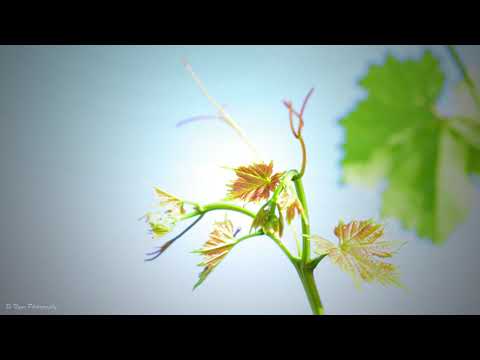 Tình chấp nhận - Trần Đức